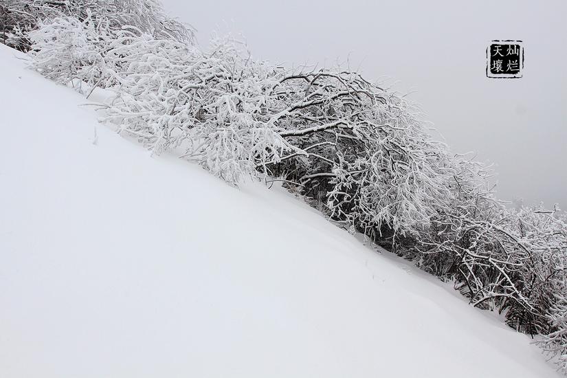 赏雪何须去北国,赏雪不用去远方