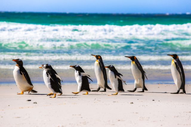 高民环游世界,高民环球旅行