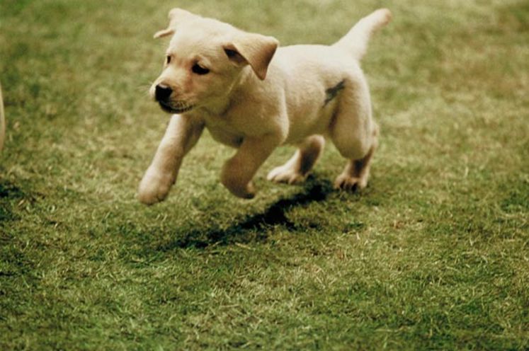 太原打死金毛事件的处理结果,要人命