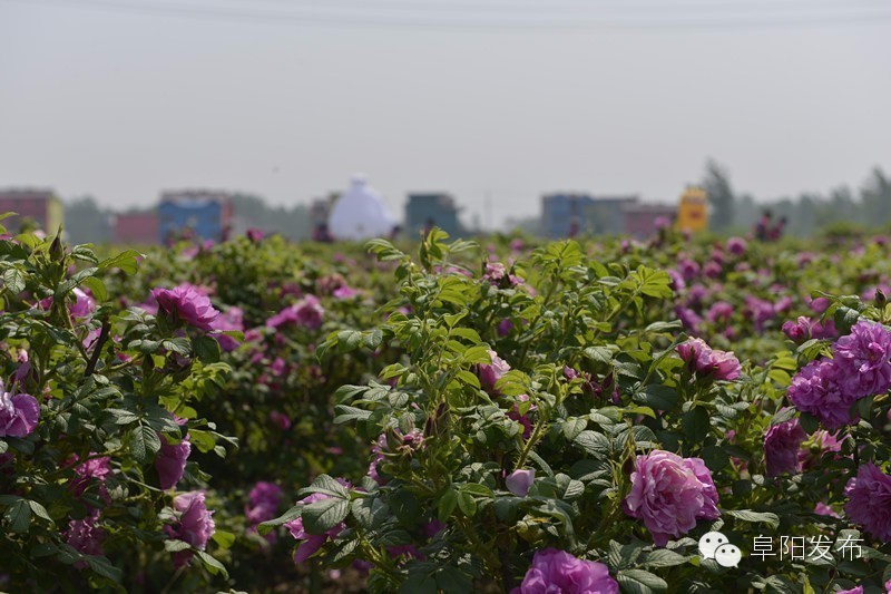 界首有个*瑰园玫**,美爆了!没去别后悔~