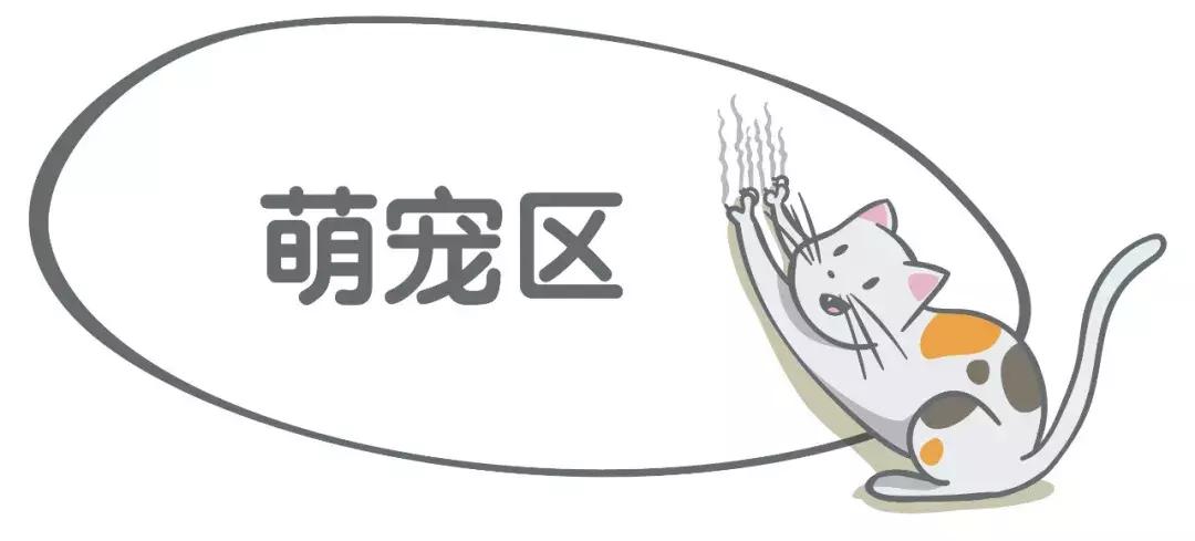 养蛙不如吸猫，这个冬*你日**准备好画板了吗