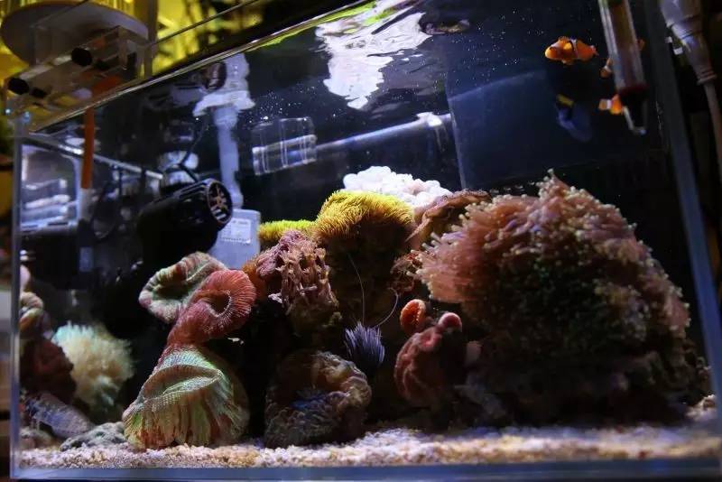 给我一个小缸，我要塞满整片海洋~