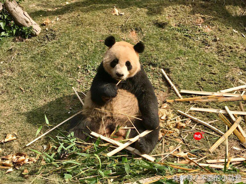 长隆野生动物园3天2晚亲子游,广州长隆野生动物园亲子游攻略