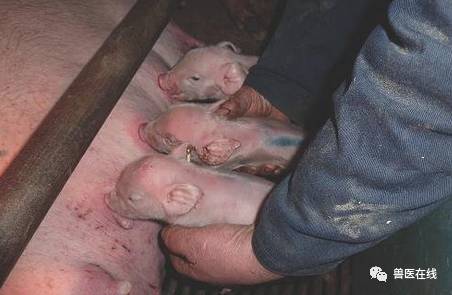 催产素副作用和危害,催产素对胎儿有伤害嘛