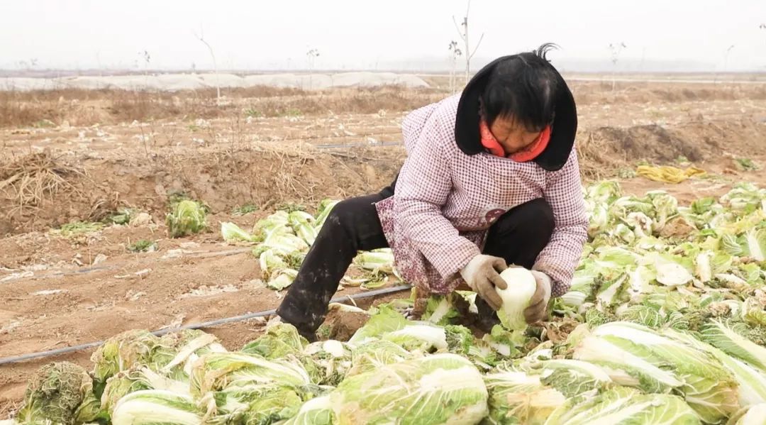 美菜在行动｜郑州美菜订单15000斤娃娃菜，现已发车！