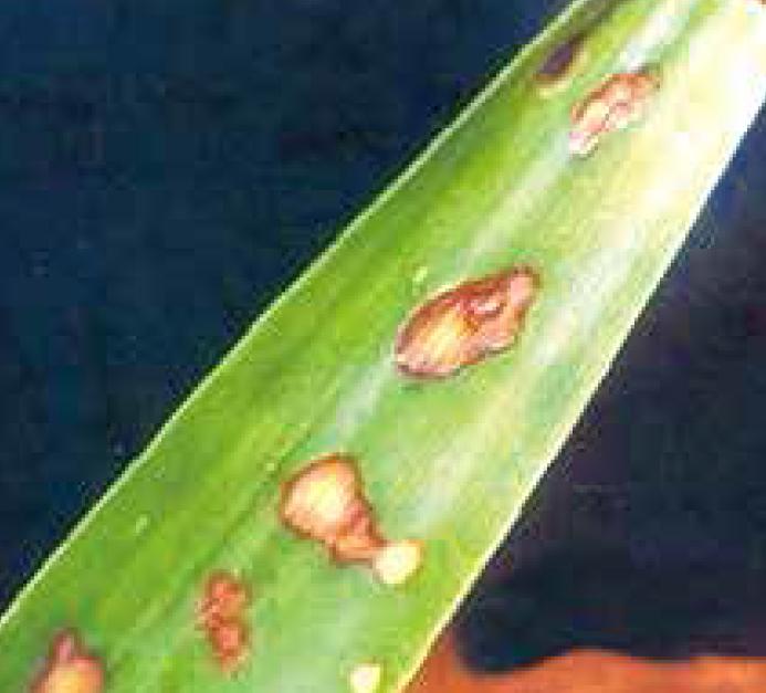 盆栽柱状金心巴西铁树规范化种植,金心巴西铁树养殖方法与技巧