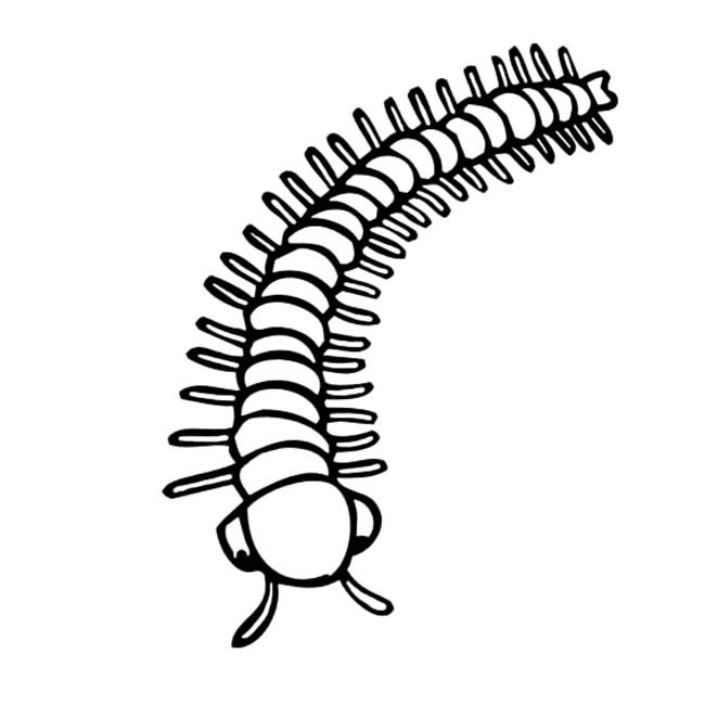 关于蜈蚣的描写,简单描写蜈蚣的特点