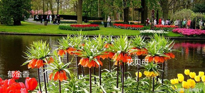 荷兰国花郁金香价格表,荷兰国花郁金香的故事