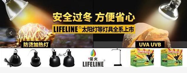 世界体型最大陆龟加拉帕戈斯象龟,世界上最长寿的陆龟物种之一象龟