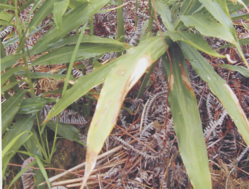 姜炭疽病的症状及防治措施