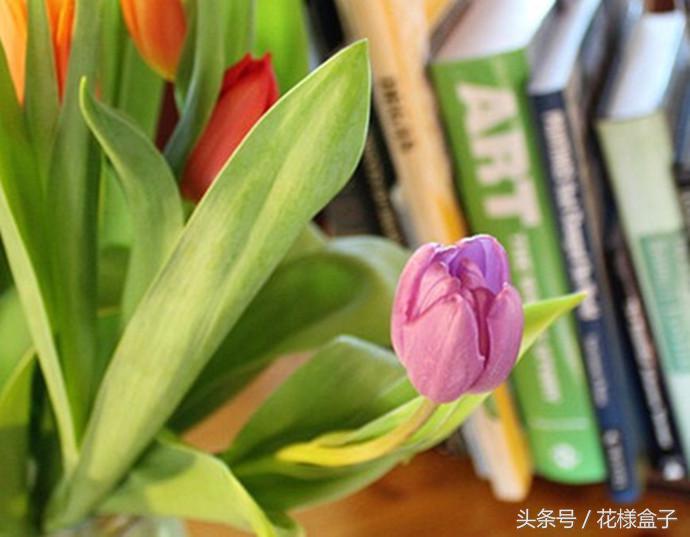 荷兰国花郁金香价格表,荷兰国花郁金香的故事
