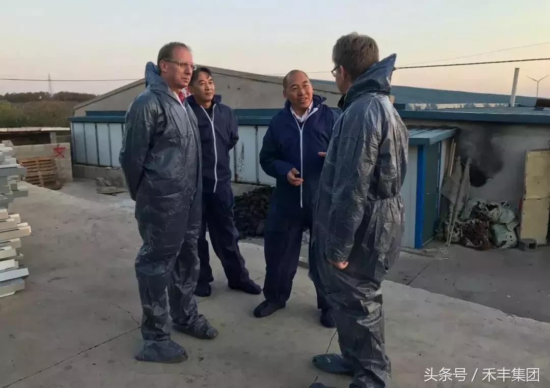 开封禾丰白羽肉鸡苗,禾丰白羽肉鸡排名