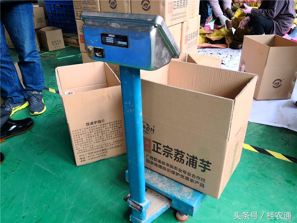 刘罗锅荔浦芋头生产在哪个市,荔浦芋头刘罗锅完整视频