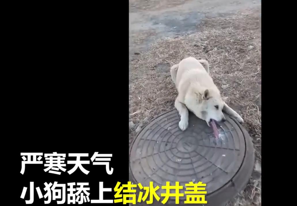 狗狗舌头舔下井盖,狗舌头粘井盖