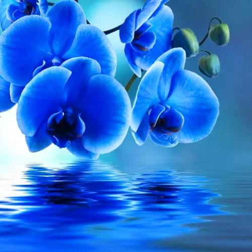 咏兰诗词十首,咏兰五绝诗词