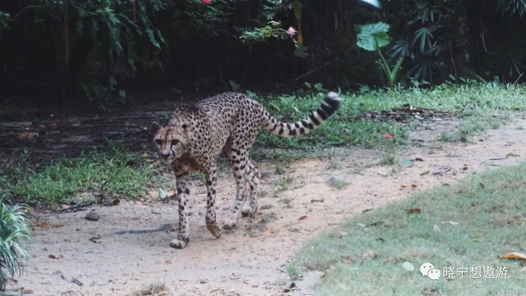 新加坡攻略及所带物品,新加坡攻略游戏