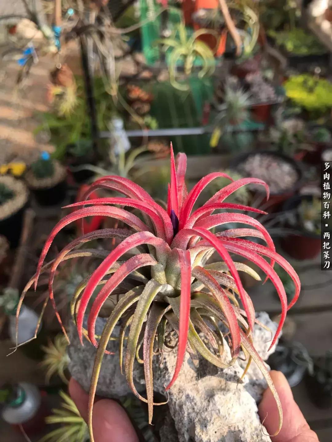 空气凤梨鸡毛掸夏天怎么养护,空气凤梨烂根切除了怎么养护