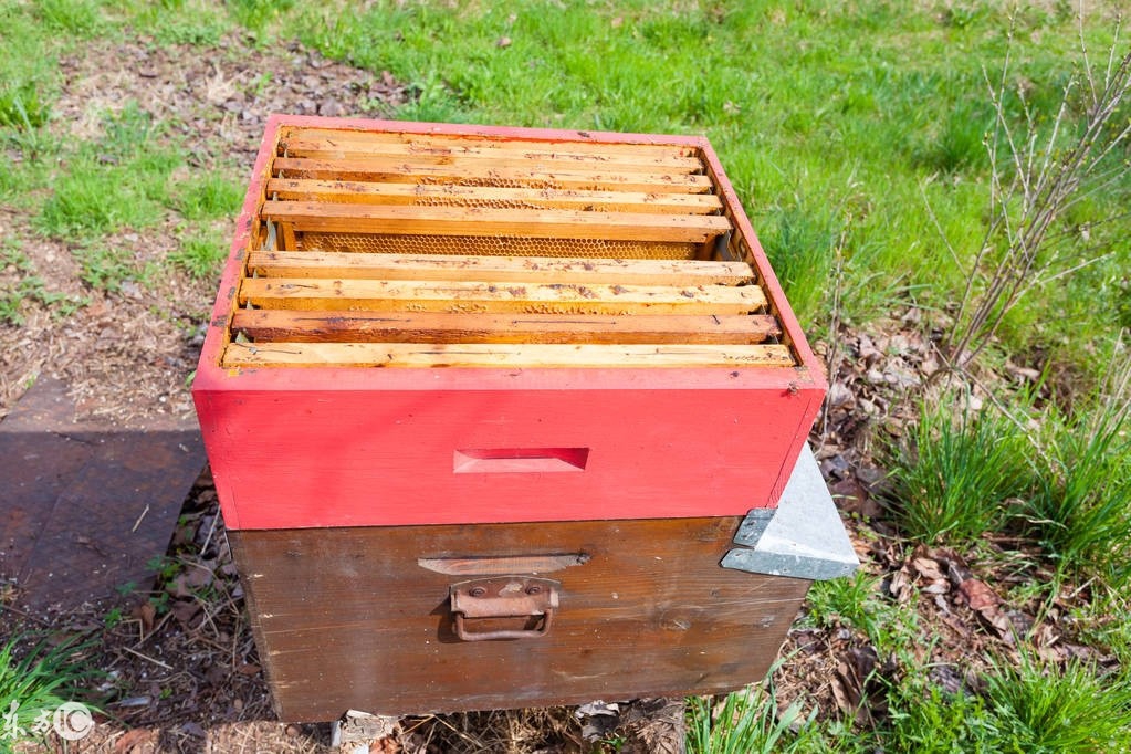 养蜂如何防止蜜蜂死亡,蜜蜂养殖技术养蜂常识