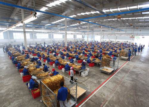 中国最好的旱烟排名,中国烟种排行