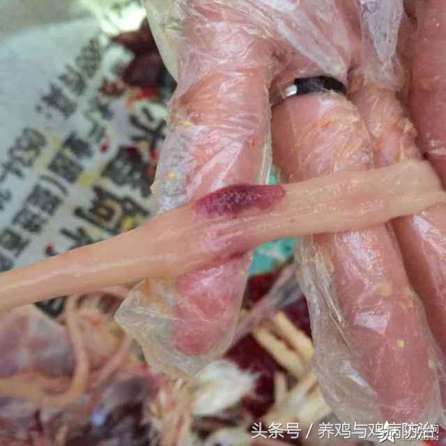 养鸡常见病顺口溜,高温高湿天养鸡常见病