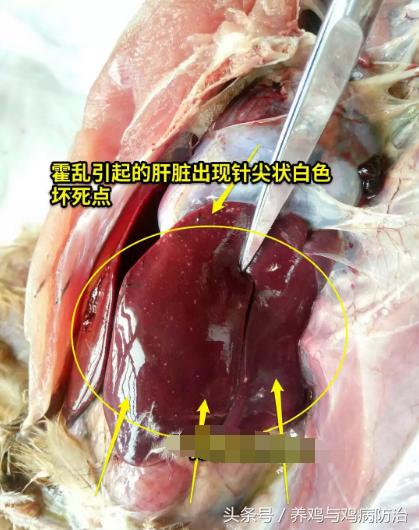 养鸡常见病顺口溜,高温高湿天养鸡常见病