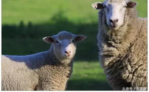 他的羊场是农业部认定的无公害畜产品生产基地，一年收益300万！