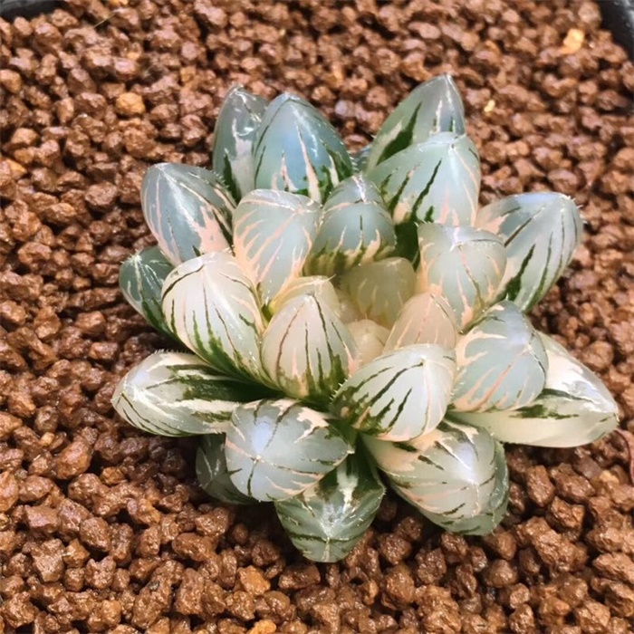 多肉水泡海豹老桩状态,库伯与海豹的区别