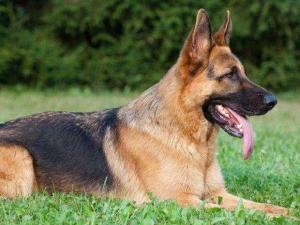 德国黑背牧羊犬能长多大,德国黑背牧羊犬直播间