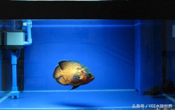 鱼缸生化过滤真的有用吗,鱼缸的生化过滤系统到底有没有用