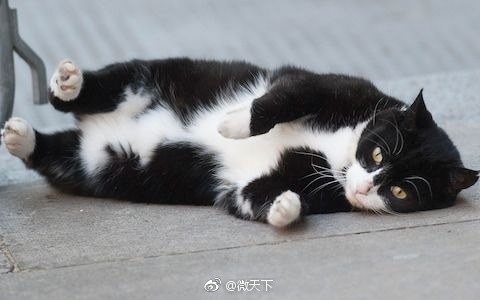 英国外交部首席捕鼠猫将退休视频,英国首席捕鼠官外交官