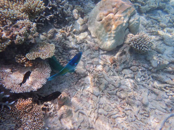 马尔代夫蓝色美人蕉岛,马尔代夫蓝色美人蕉旅游攻略