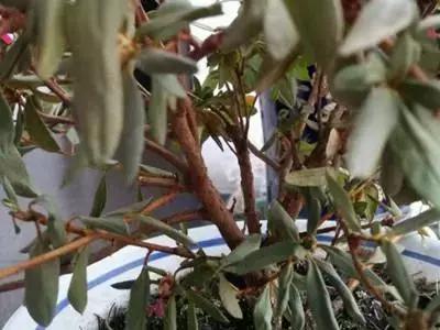 买的花蔫了怎么救活,花快要蔫了还能救活吗