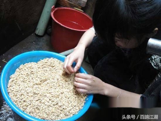 幼鸽鸽粮最佳配方大全,如何制作小鸽子喂鸽粮的东西