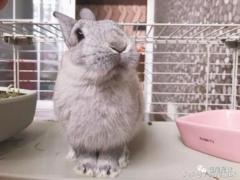 哪种兔笼比较好,兔笼有几种款式