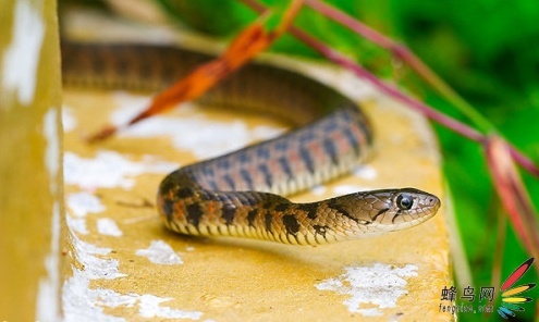 微距摄影大师总结的十个技巧,令人惊叹的微距摄影的5个技巧