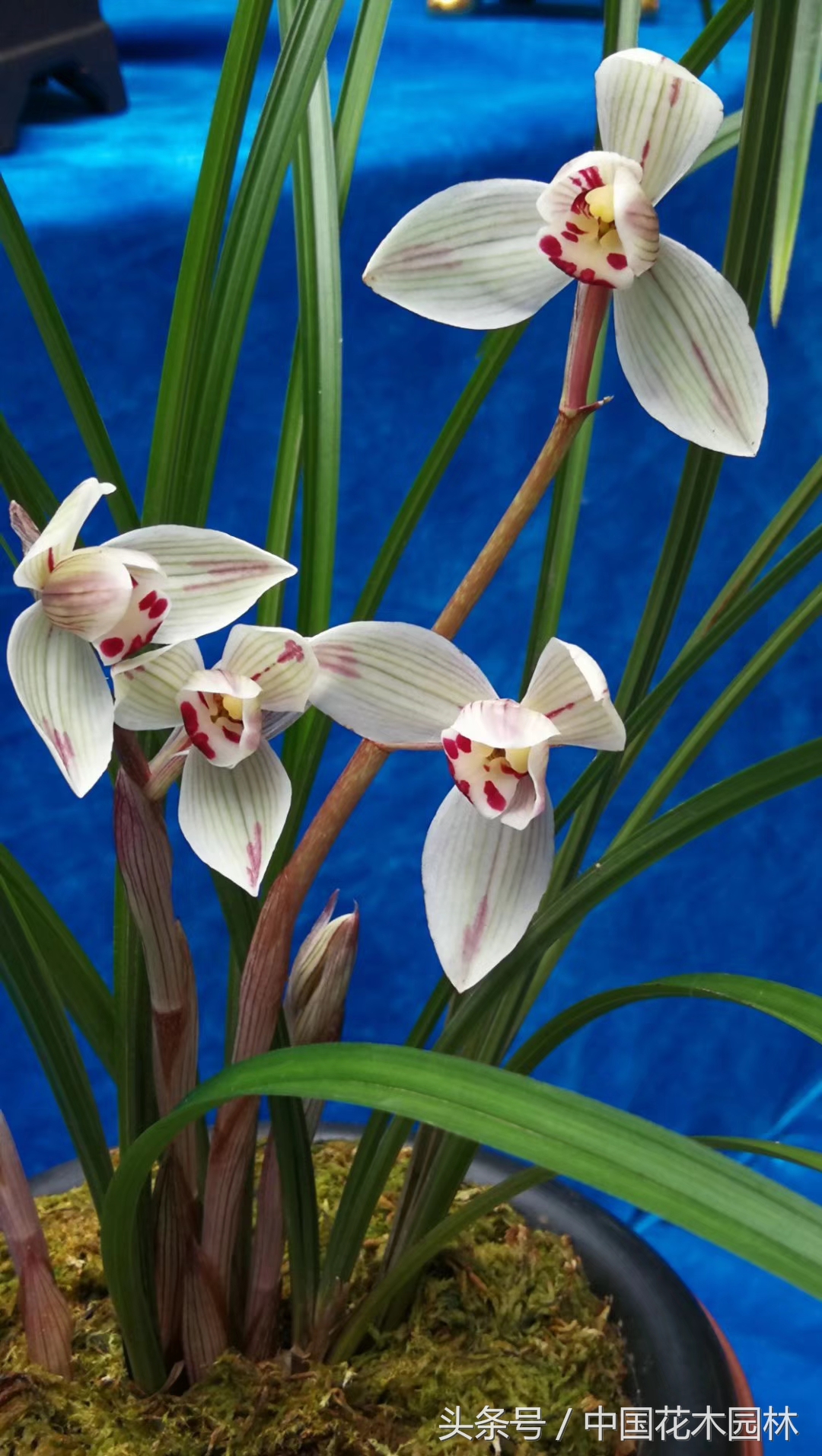 保山兰展获奖兰花图片,保山兰展特金奖兰花图片