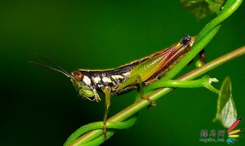 微距摄影大师总结的十个技巧,令人惊叹的微距摄影的5个技巧