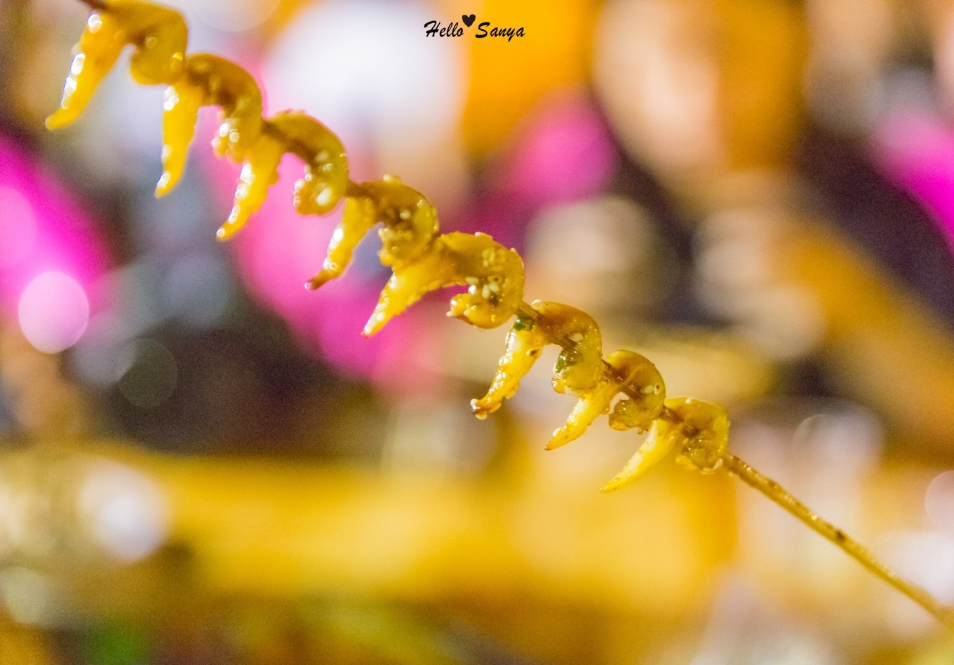 吃货们的福利，春节来三亚，墙裂推荐的特色美食全攻略