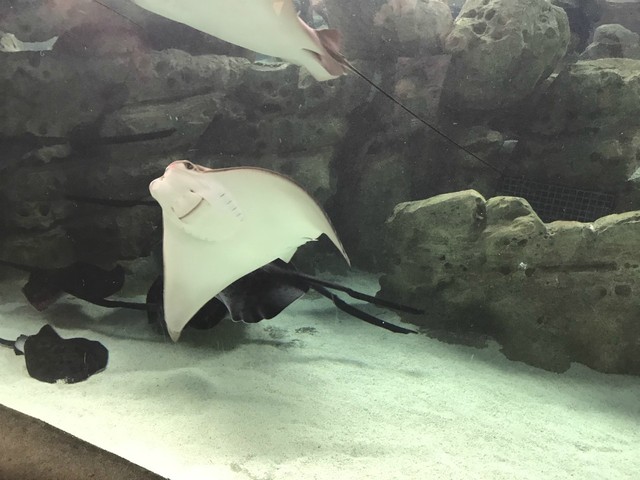 两天一晚珠海长隆旅游攻略,珠海长隆旅行一日游需要准备什么