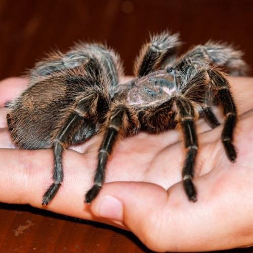 养宠物动不动就犯法养什么好,盘点懒人适合养的几种宠物