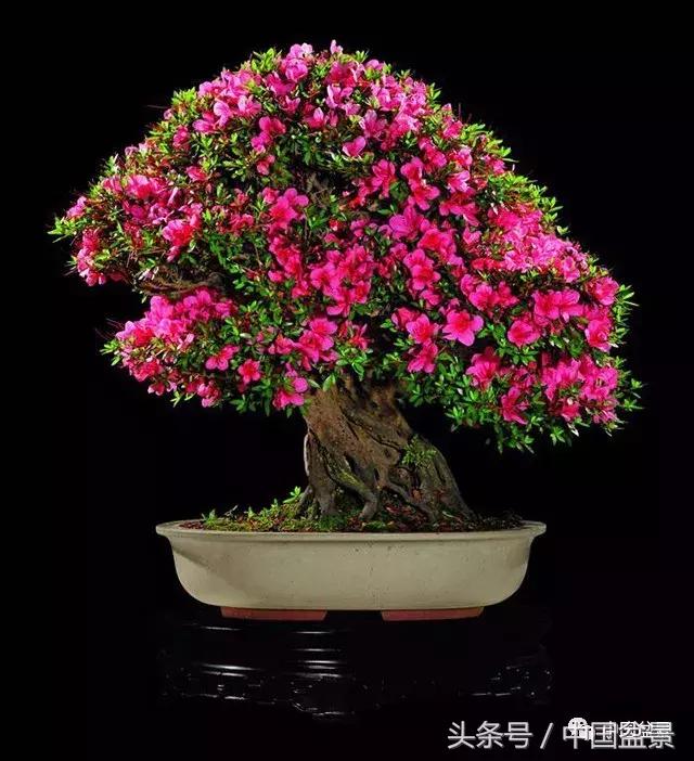 经典盆景欣赏,欣赏盆景感悟怎么写