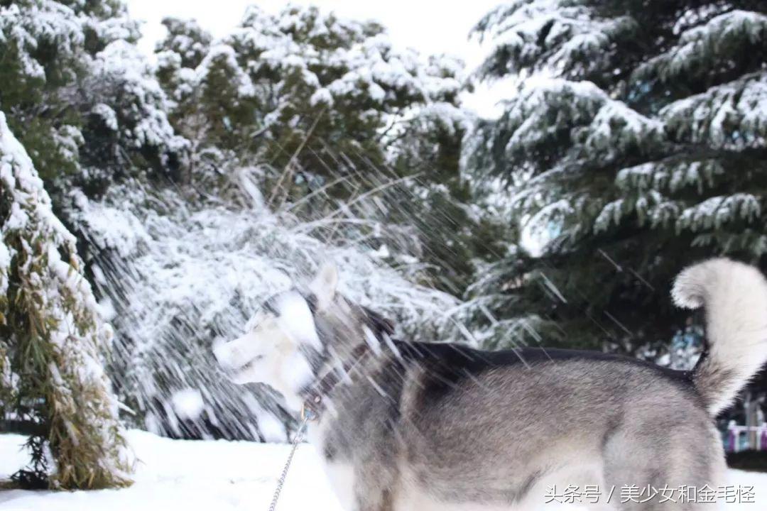 哈士奇和西伯利亚雪橇犬什么关系,为什么哈士奇叫雪橇犬