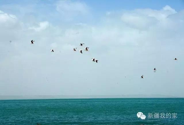 面积是全国最大县，农民收入直逼上海，说的就是*疆新**这个县