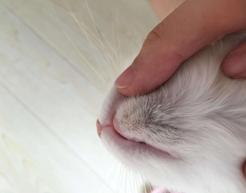 我家的猫下巴尖是怎么回事,猫咪黑下巴洗干净了第二天又有了