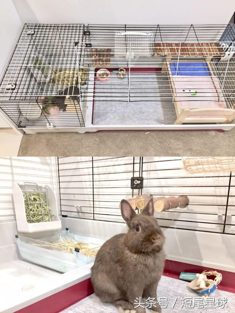 兔兔需要买多大的兔笼,兔兔的专用兔笼