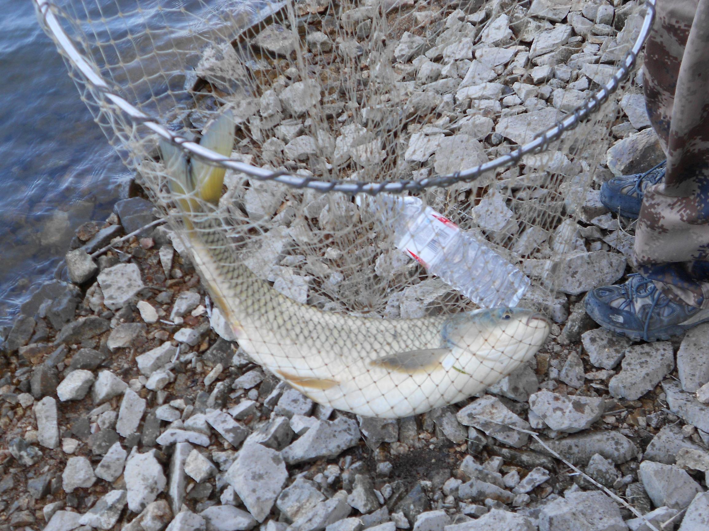 野钓意境图,意境泛舟钓鱼图