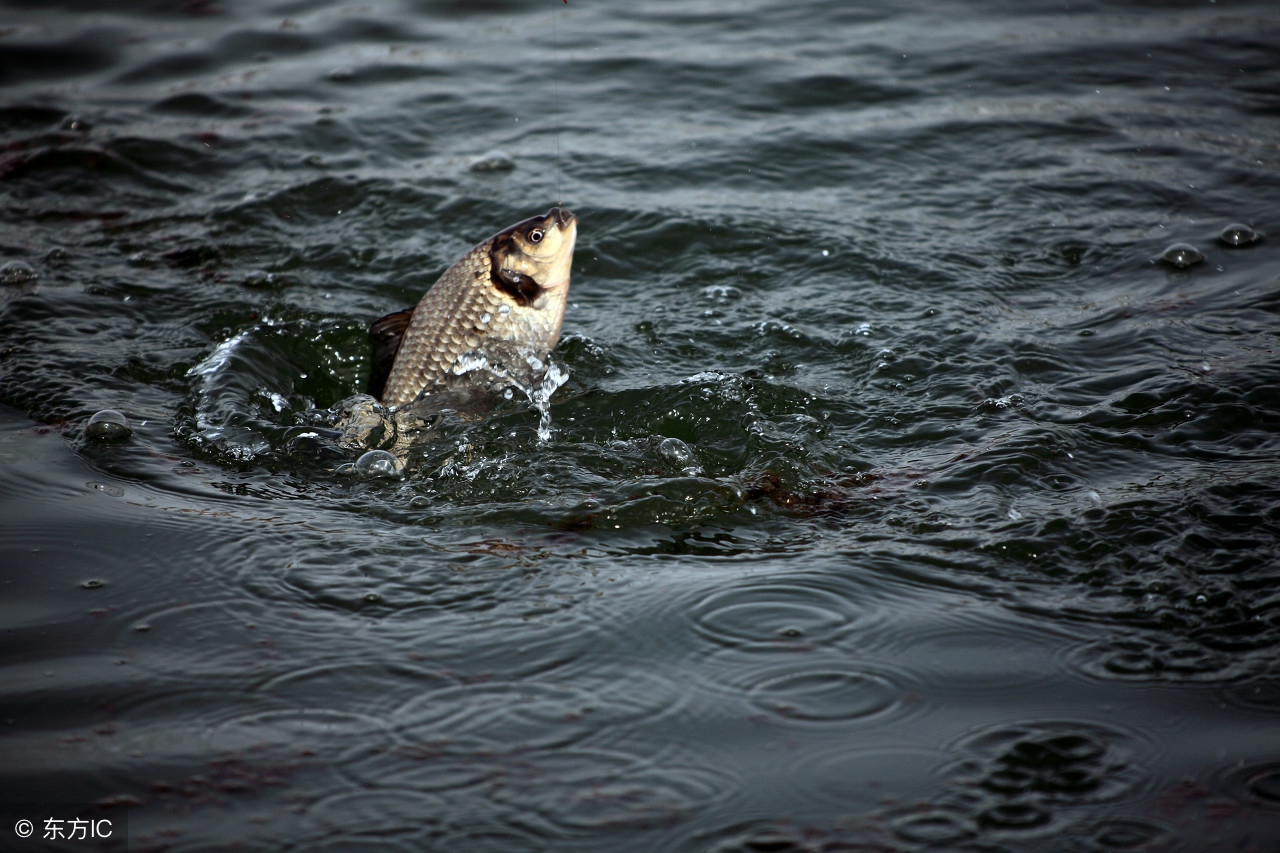 冬钓拉饵配方,冬钓拉饵用多大漂