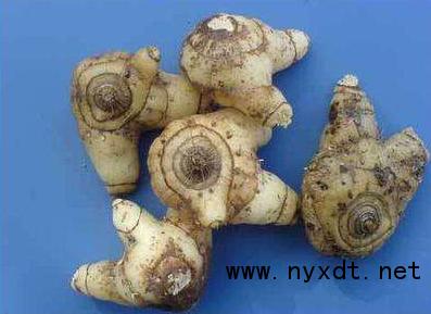 2年苗白芨种植多久才可采收,圆白芨的人工栽培和采收技术