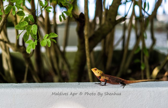 马尔代夫蓝色美人蕉旅游攻略,马尔代夫蓝色美人蕉岛攻略