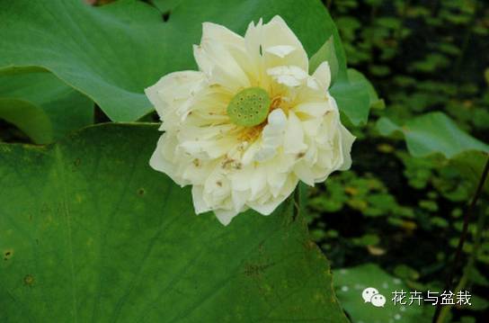 碗莲睡莲荷花种子区别,碗莲荷花睡莲图片